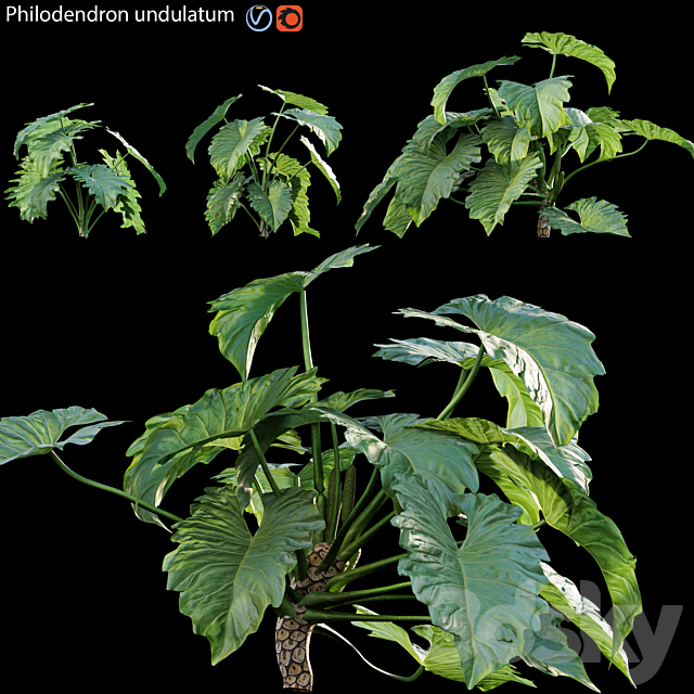 Philodendron undulatum – 01 3ds Max - thumbnail 1