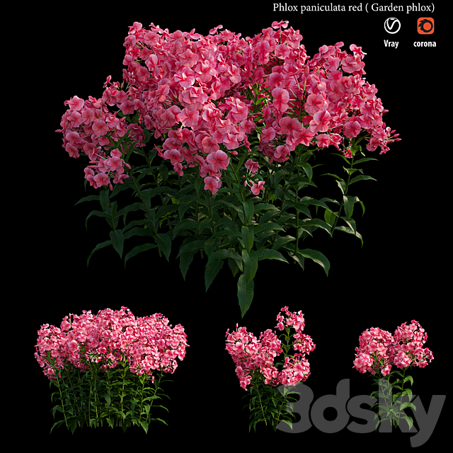 Phlox paniculata red 3ds Max - thumbnail 1