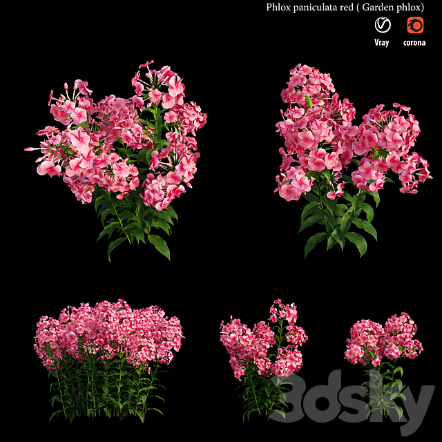 Phlox paniculata red 3ds Max - thumbnail 2