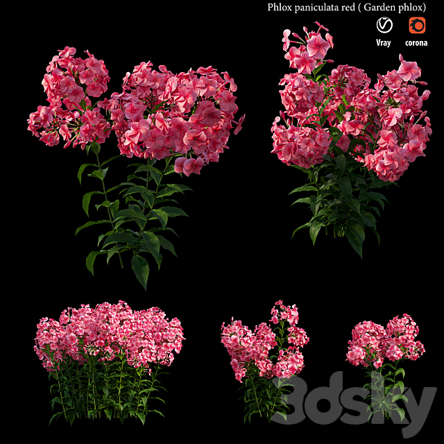 Phlox paniculata red 3ds Max - thumbnail 3