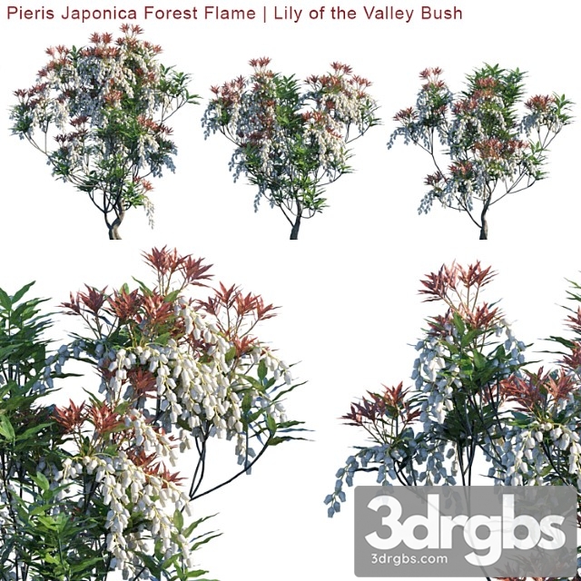 Pieris Japonica Forest Flame Lily Of The Valley Bush 3dsmax Download - thumbnail 1