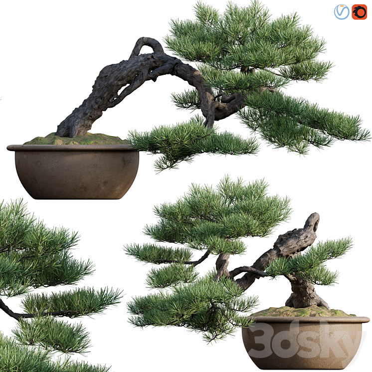 Pine bonsai 03 3DS Max - thumbnail 1