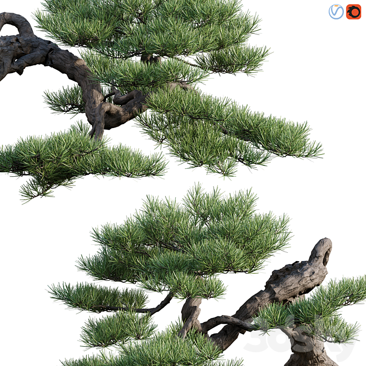 Pine bonsai 03 3DS Max - thumbnail 2