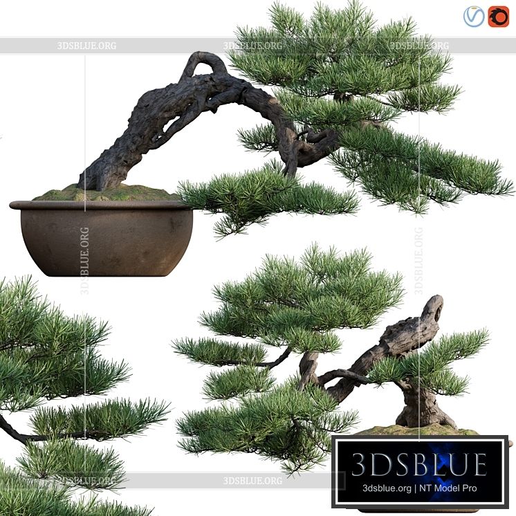 Pine bonsai 03 3DS Max - thumbnail 3