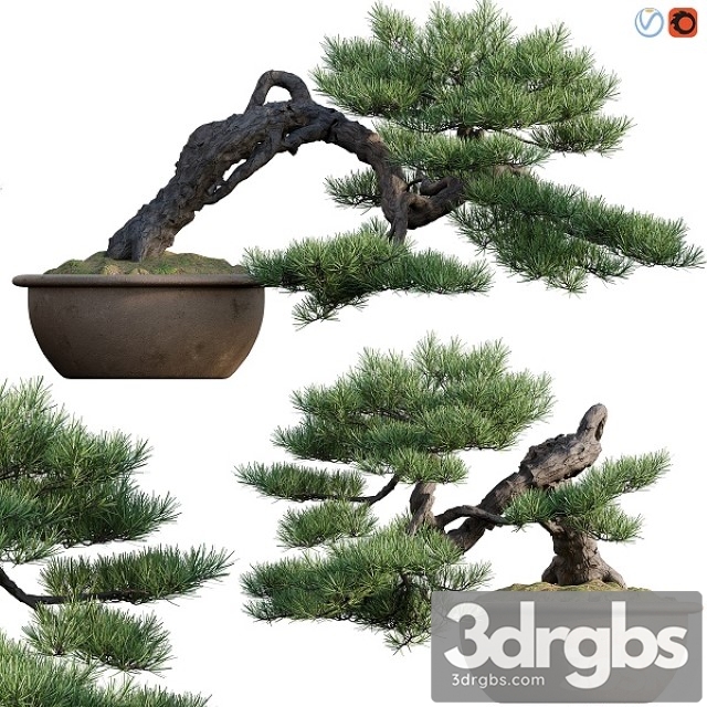 Pine Bonsai 03 3dsmax Download - thumbnail 1