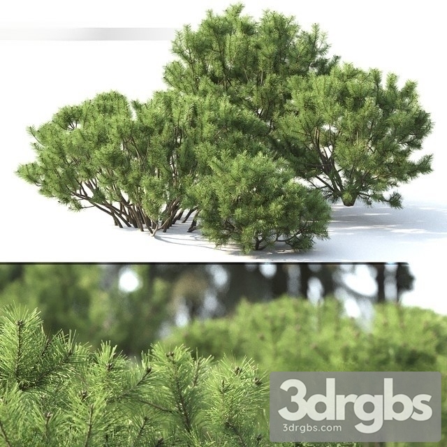 Pinus Mugo 2 3dsmax Download - thumbnail 1