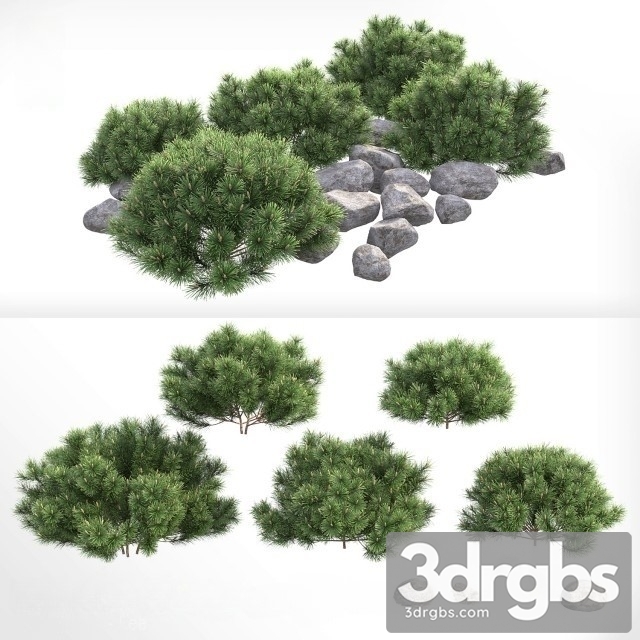 Pinus Mugo Pumilio 3dsmax Download - thumbnail 1