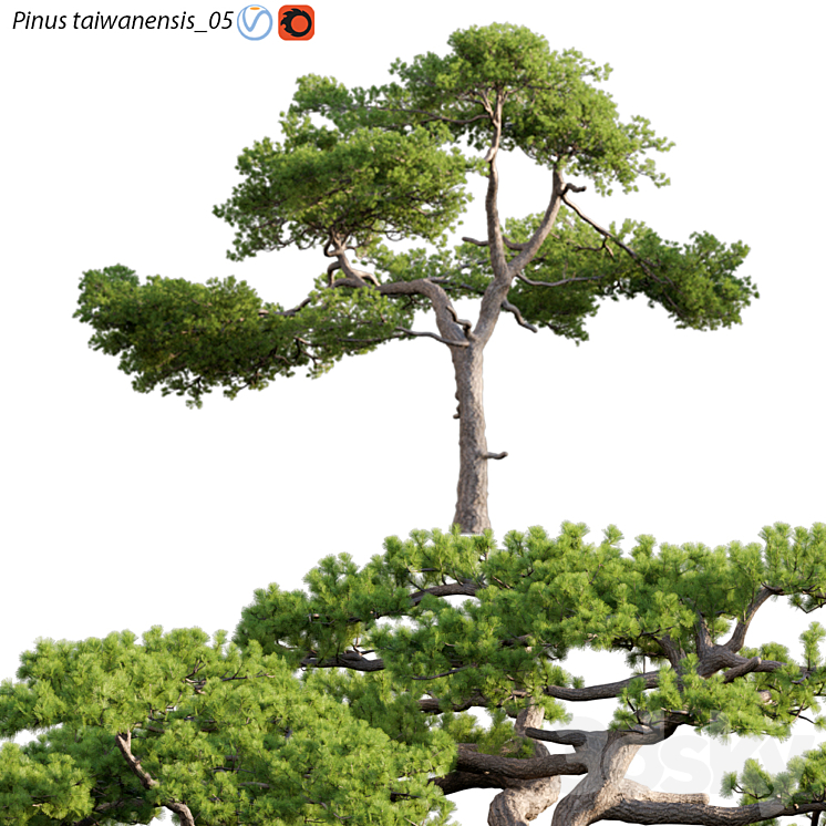 Pinus taiwanensis | Taiwan red pine | Pine | 05 3DS Max Model - thumbnail 1