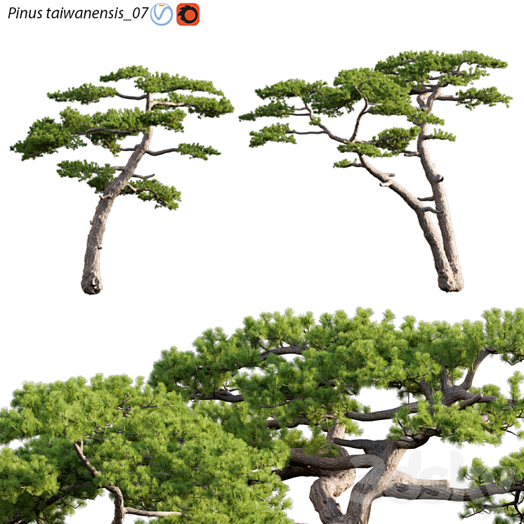 Pinus taiwanensis | Taiwan red pine | Pine | 07 3DS Max Model - thumbnail 3