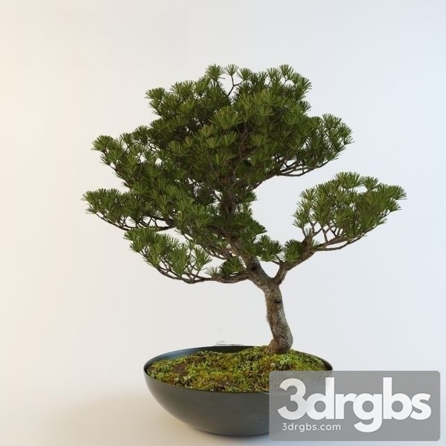 Pinus Thunbergii Bonsai 3dsmax Download - thumbnail 1