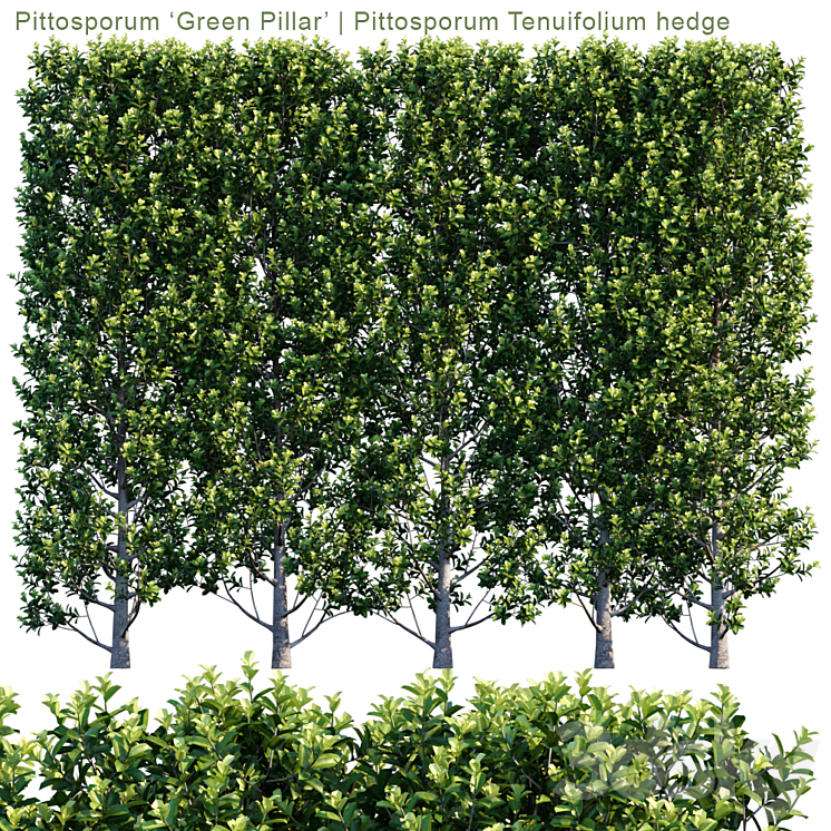 Pittosporum 'Green Pillar' | Pittosporum Tenuifolium hedge | 1m8 3DS Max - thumbnail 1