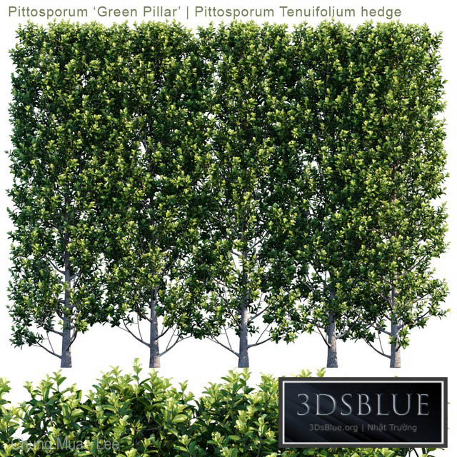 Pittosporum 'Green Pillar' | Pittosporum Tenuifolium hedge | 1m8 3DS Max - thumbnail 3