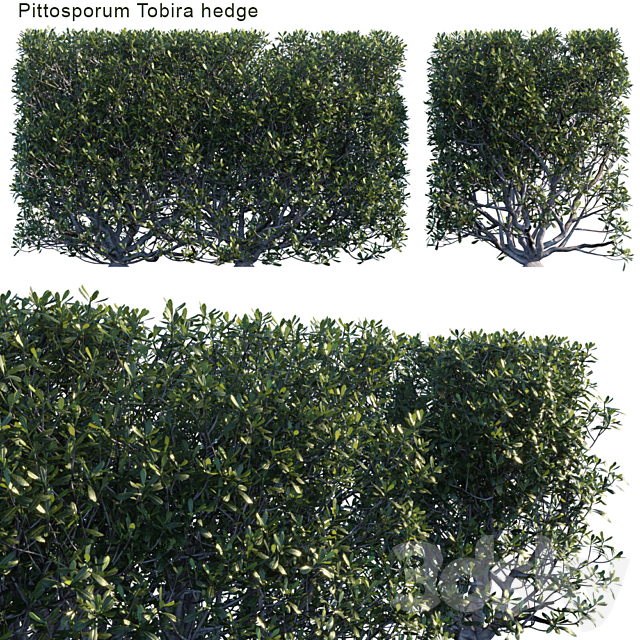 Pittosporum tobira hedge 3ds Max - thumbnail 1