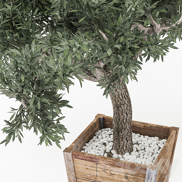 Plant 2 – OliveTree 3DS Max Model - thumbnail 2