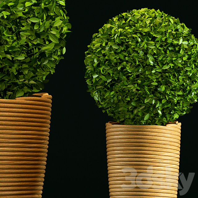 Plant 3DS Max Model - thumbnail 2