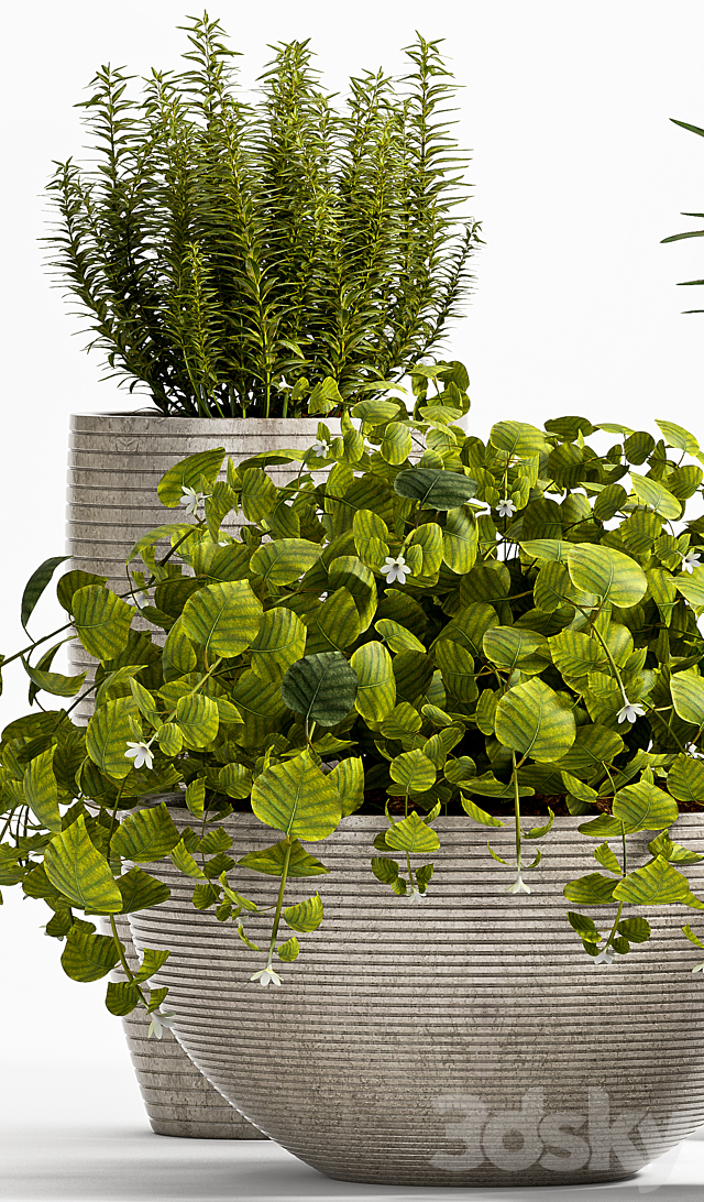 Plant 57 3DS Max Model - thumbnail 3