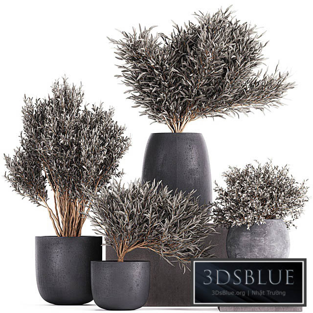 Plant collection 812. olive outdoor flowerpot bushes black pot tree bushes concrete 3DS Max - thumbnail 3