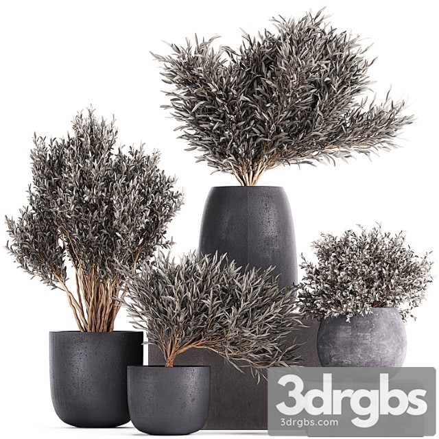 Plant collection 812. olive, outdoor flowerpot, bushes, black pot, tree, bushes, concrete - thumbnail 1