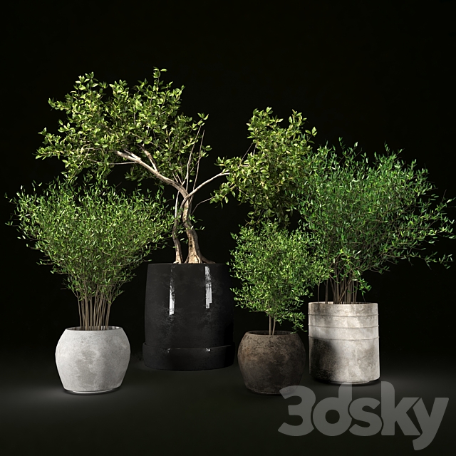 Plant collection09 3DS Max Model - thumbnail 2