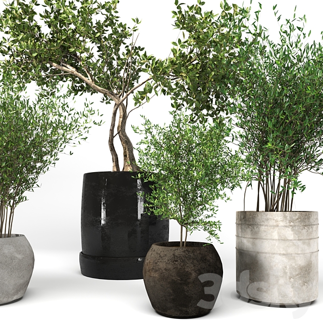 Plant collection09 3DS Max Model - thumbnail 3