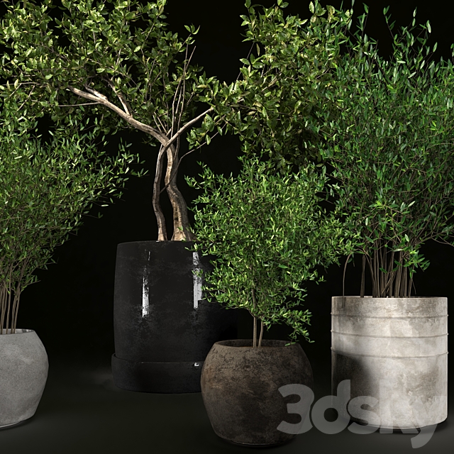 Plant collection09 3DS Max Model - thumbnail 4