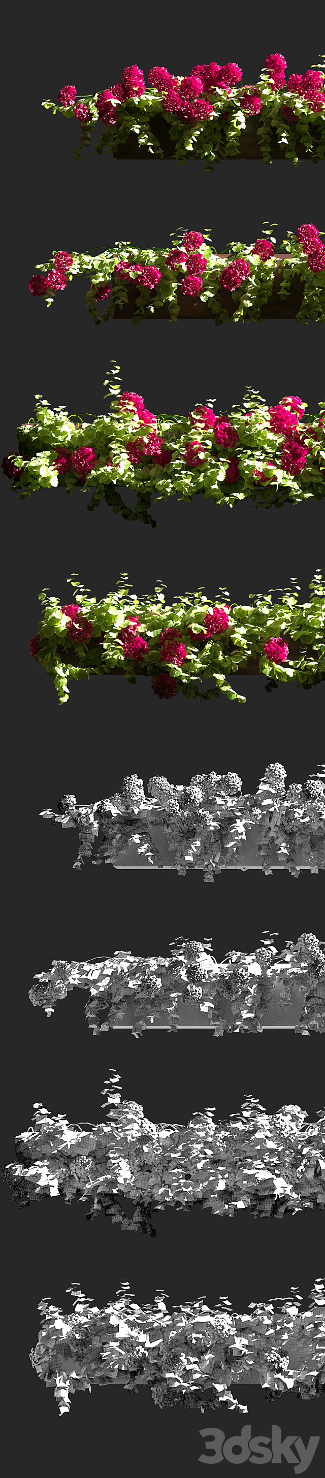 Plant Geranium Facade v2 3DS Max Model - thumbnail 2