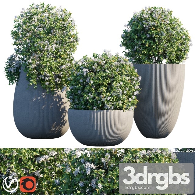 Plant in Pots 14 3dsmax Download - thumbnail 1