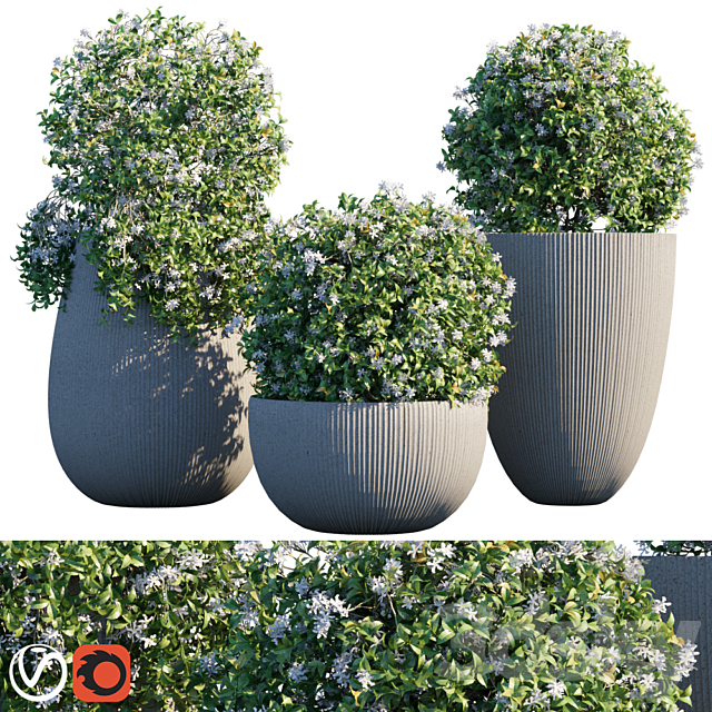 Plant in pots # 14: Star Jasmine 3dsMax Model - thumbnail 1