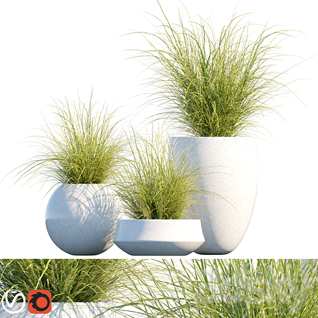 Plant in pots # 16: Miscanthus mood 3ds Max - thumbnail 1