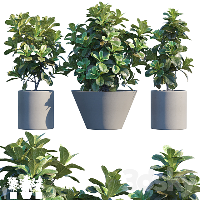 Plant in pots # 19: Ficus Lyrata | 3m 3DSMax File - thumbnail 1