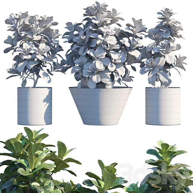 Plant in pots # 19: Ficus Lyrata | 3m 3DSMax File - thumbnail 2