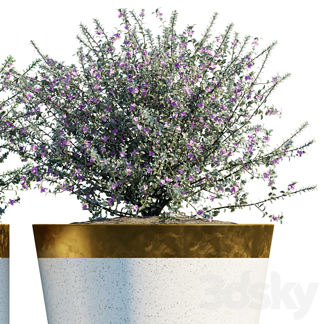 Plant in pots # 20: Leucophyllum frutescens 3DS Max Model - thumbnail 2