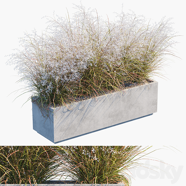 Plant in pots # 24: Miscanthus flowering 3DS Max - thumbnail 1