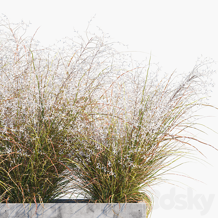 Plant in pots # 24: Miscanthus flowering 3DS Max - thumbnail 2