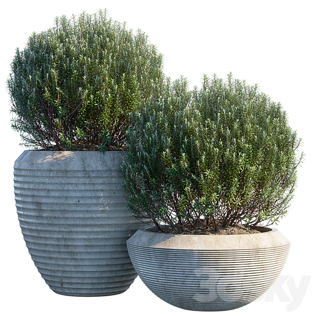 Plant in pots # 3 3ds Max - thumbnail 1