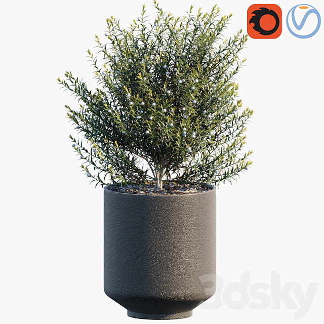 Plant in pots # 31 3DS Max Model - thumbnail 3