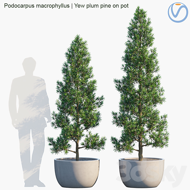 Plant in pots # 32: Yew plum pine 3ds Max - thumbnail 1