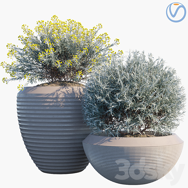 Plant in pots # 35: Curry 3ds Max - thumbnail 1