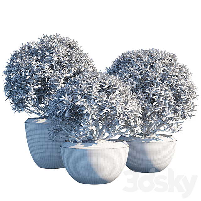 Plant in pots 3DS Max Model - thumbnail 2