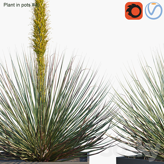 Plant in pots # 41: Agave 3DS Max Model - thumbnail 2