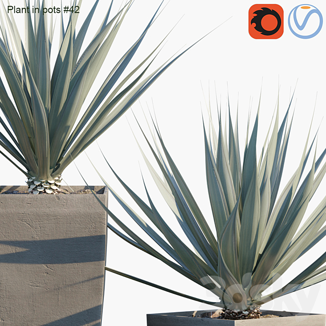 Plant in pots # 42: Agave 3DS Max Model - thumbnail 2