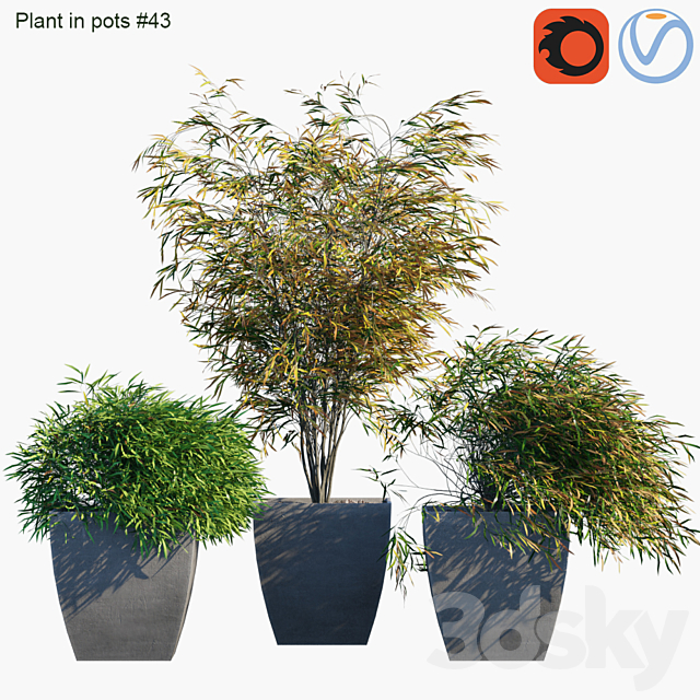 Plant in pots # 43: Palm and grass 3DSMax File - thumbnail 1