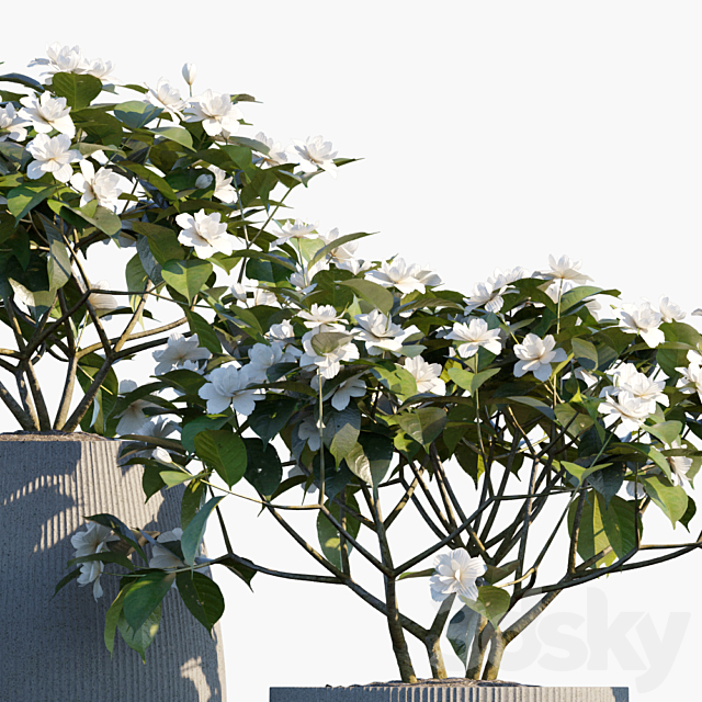 Plant in pots # 48: Gardenia jasminoides 3DS Max Model - thumbnail 2