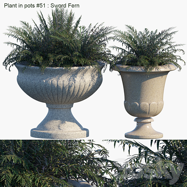 Plant in pots # 51: Sword Fern 3ds Max - thumbnail 1