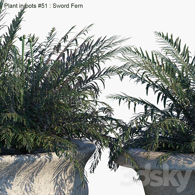 Plant in pots # 51: Sword Fern 3ds Max - thumbnail 2