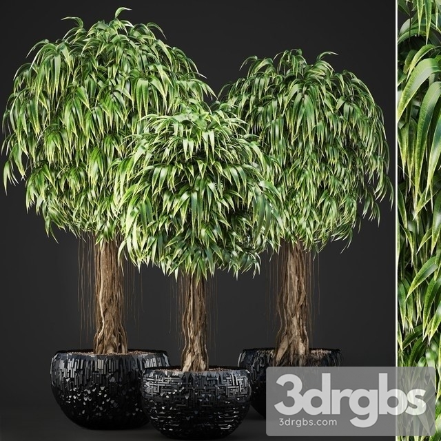 Plants 131 Ficus Alii 3dsmax Download - thumbnail 1