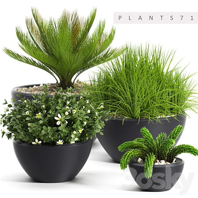 PLANTS 71 3DSMax File - thumbnail 1