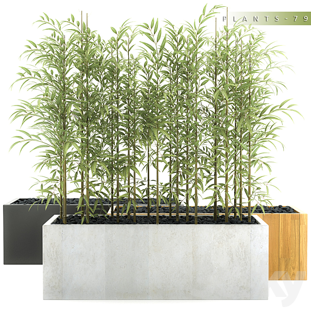 PLANTS 79 3DSMax File - thumbnail 1