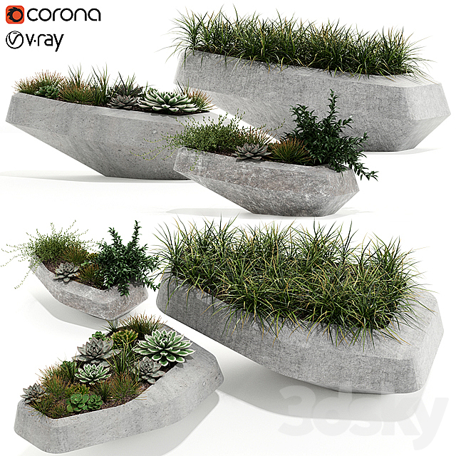 Plants collection 132 indigenus steen 3DSMax File - thumbnail 1