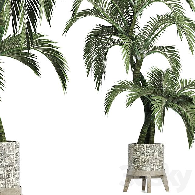 Plants Collection 162 Egyptian Palm 3DS Max Model - thumbnail 2